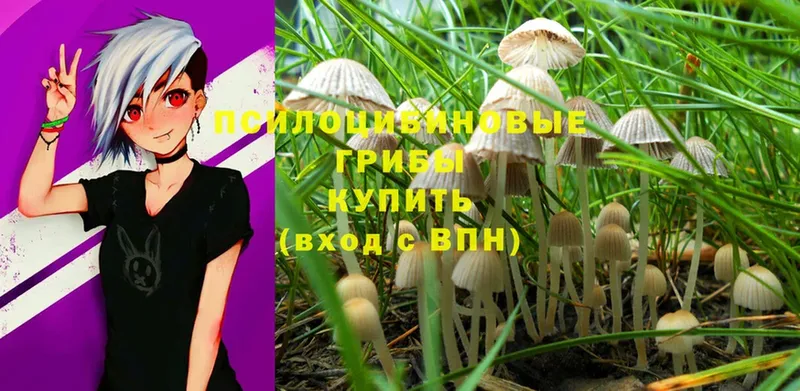 Галлюциногенные грибы Psilocybine cubensis  Амурск 